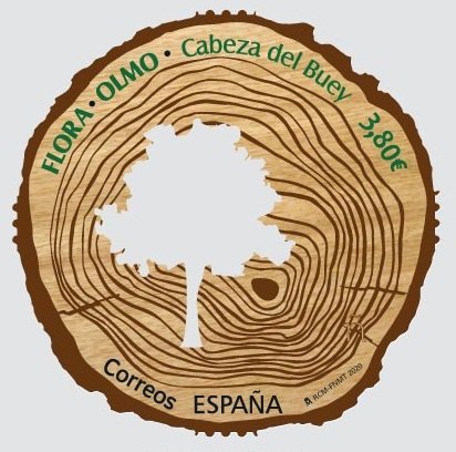 Flora. Olmo de Cabeza del Buey