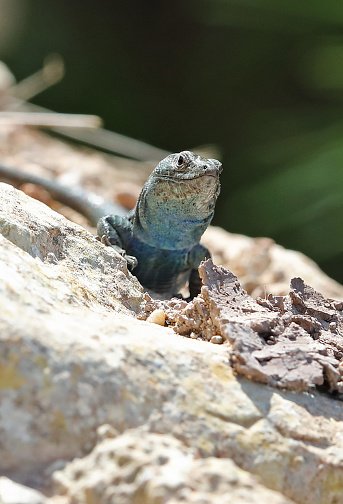 Lagarto de Lilford