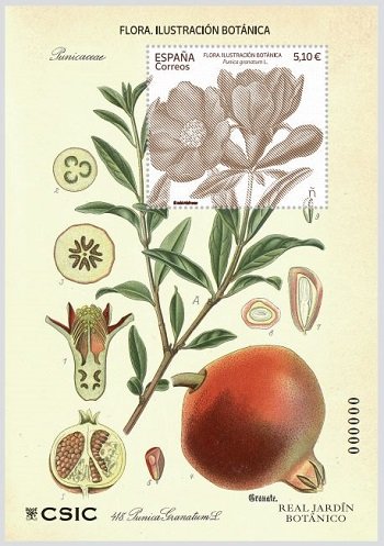Ilustración Botánica. Punica Granatum