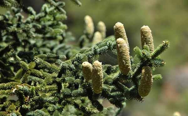Sierra de las Nieves. Pinsapo
