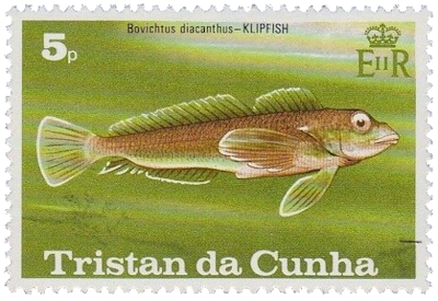 Pez Klip (Bovichthys diacanthus) Pez de Tristan