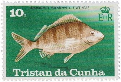 Cinco dedos (Acantholatris monodactylus) Pez de Tristan
