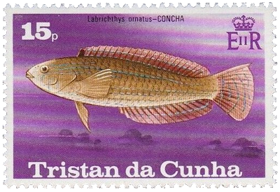 Concha (Labrichthys ornatus) Pez de Tristan