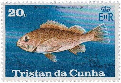 Cabracho de Tristán (Helicolenus tristanensis) Pez de Tristan