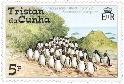 colonia de pingüinos pingüino rockllopper