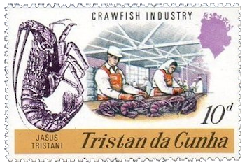 Langosta de Tristán (Jasus tristani), procesamiento de la captura langosta de Tristan da Cunha