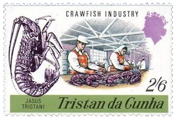 Langosta de Tristán (Jasus tristani), procesamiento de la captura langosta de Tristan da Cunha